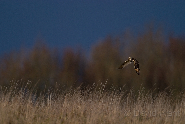 Short-eared owl - K.JPG - Short-eared owl - Gloucestershire
